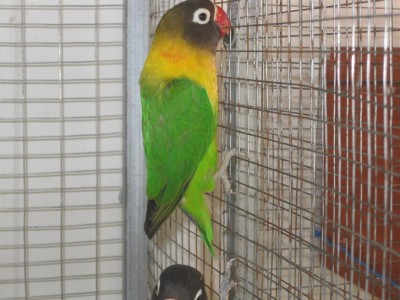 כנראה גם זאתי נקבה