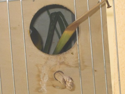 את הזוג העובד לא הצלחתי לצלם הם רוב הזמן בבית הטלה בונים אותו