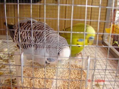 זוג חצי אנגליים ענקיים(במיוחד הנקבה)