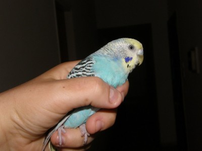 פיצי - הנקבה