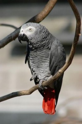 normal_060624_185839-1665_untitled%5B1%5D.jpg (23.23 KiB) נצפה 2077 פעמים זה לא הגאקו שלי אבל הוא אותו צבע והאם זה סוג שני של גאקו קונגו?