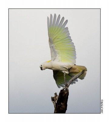 800-Cockatoo.jpg