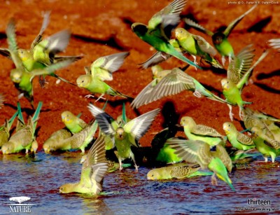 תוכונים בטבע! מדהים!