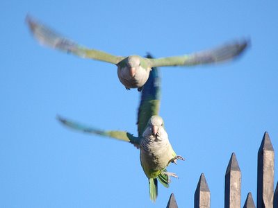 parrots-coming-at-ya.jpg
