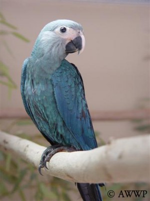 Spix's Macaw